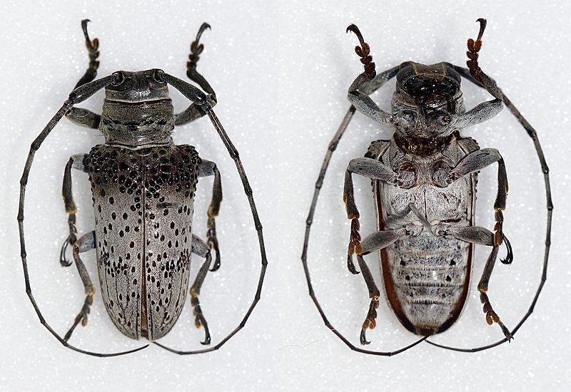 Oncideres cephalotes (25898431373)