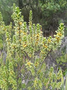 Orthosphenia mexicana 03