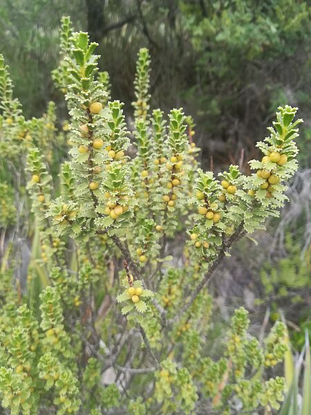 Orthosphenia mexicana 03