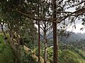 Paisaje del municipio de Salento-Quindío desde el alto de la cruz