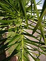 Palmeras en Trenque Lauquen (plantas 03) foto 03
