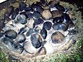 Piedras de curanto