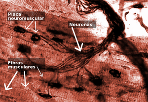 Archivo:Placa Neuromuscular