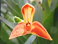 Pleurothallis lehmanniana