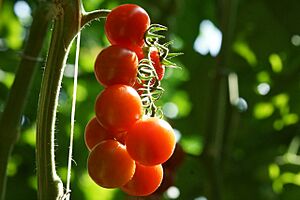 Archivo:Pomodoro ciliegino