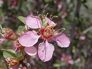Archivo:Prunus andersonii (5069725342)