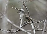 Archivo:Pseudelaenia leucospodia - Gray-and-white Tyrannulet (cropped)