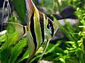 Pterophyllum altum