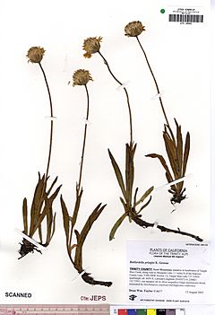 Raillardella pringlei JEPS109963 (4498890108).jpg