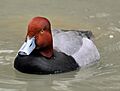 RedHead