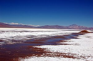 Archivo:Salar Maricunga Atacama