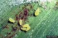 Schizaphis graminum adults on sorghum bicolor