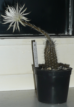 Setiechinopsis mirabilis2.png