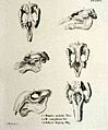 Sirenia Skulls