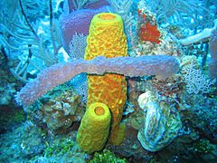 Sponges in Caribbean Sea, Cayman Islands