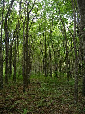 Archivo:Starr 051016-4847 Fraxinus uhdei