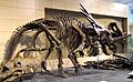 Styracosaurus body