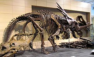 Archivo:Styracosaurus body
