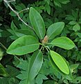 Sweetbay Magnolia Magnolia virginiana Unopened Flower 2059px