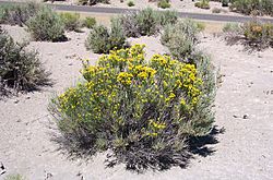 Tetradymiaglabrata.jpg