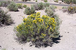 Tetradymiaglabrata.jpg