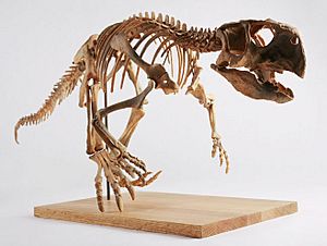 Archivo:The Childrens Museum of Indianapolis - Psittacosaurus skeleton cast