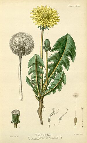 Archivo:The flora homoeopathica (8260629491)