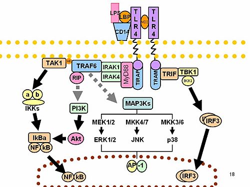 Archivo:Toll-like receptor pathways revised