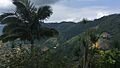 Vegetación Risaralda Caldas