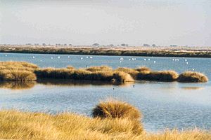 Archivo:Wetlands in Donana