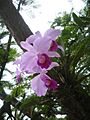 Wild Orchids - panoramio