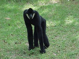 Archivo:Witwanggibbon M