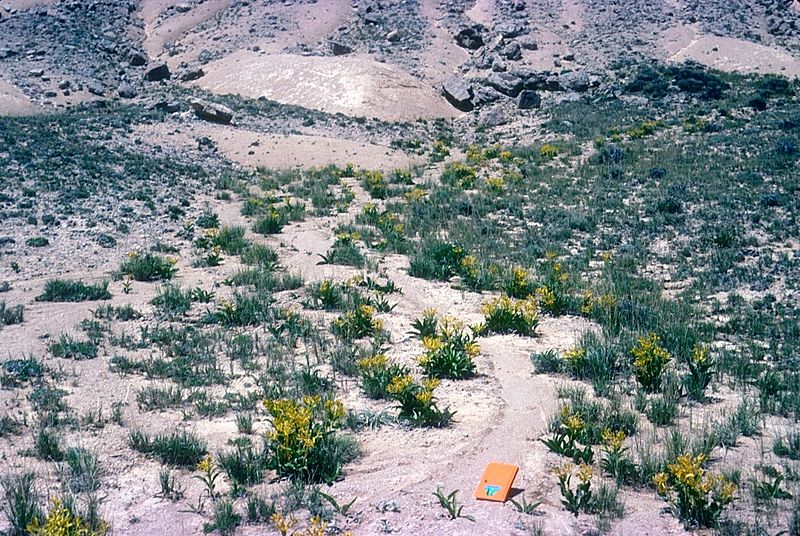 Yermo xanthocephalus 2