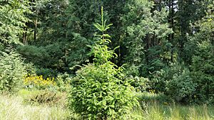 Archivo:Abies Religiosa