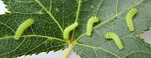 Archivo:Actias luna 1st instar sjh