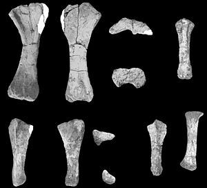 Archivo:Aeolosaurus forelimb