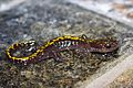 Ambystoma macrodactylum sigillatum, Plumas County, CA