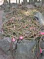 Aporocactus flagelliformis 1c