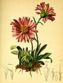Aster alpina Atlas Alpenflora