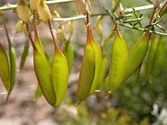 Archivo:Astragalus filipes (3849363324)