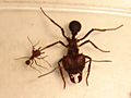 Atta insularis2