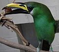 Aulacorhynchus prasinus