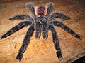 Avicularia juruensis