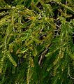 Baeckea camphorata 2