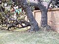 Banksia serrata trunk kirrawee email