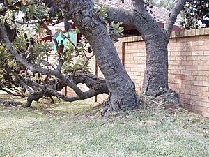 Archivo:Banksia serrata trunk kirrawee email