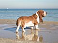 BassetHound