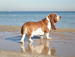 Archivo:BassetHound