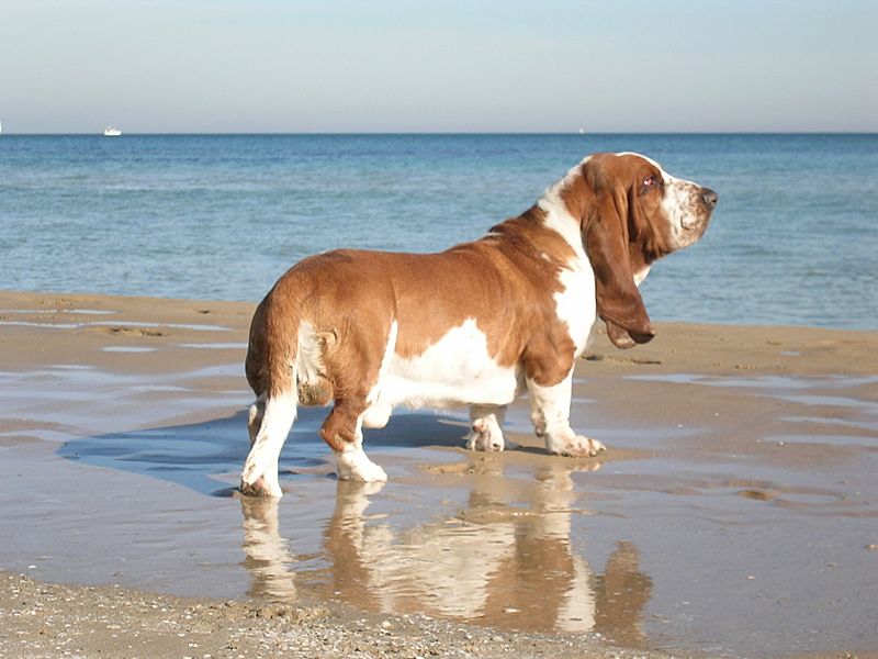 BassetHound