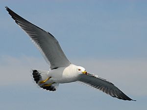 Archivo:Black-tailed gull